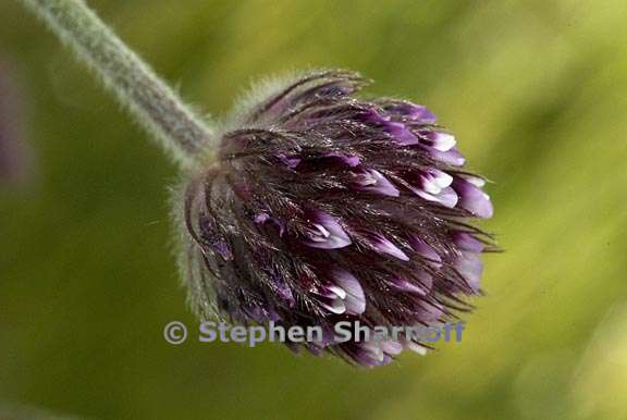 trifolium albopurpureum 3 graphic